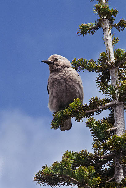 Clark's Nutcracker in a Fir Tree The Clark's Nutcracker (Nucifraga columbiana) is a distinctive long-billed jay living in the coniferous forests at higher elevations. You have to guard your food in these areas or the pesky jay will steal from you. This bird was photographed near Longmire in Mount Rainier National Park, Washington State, USA. jeff goulden mount rainier national park stock pictures, royalty-free photos & images