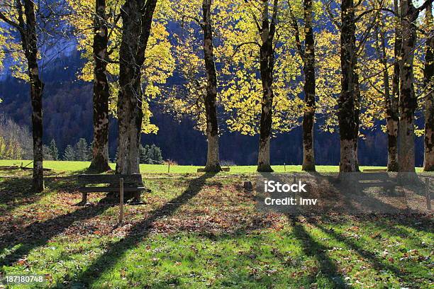 Chartreuse Autunno Vista - Fotografie stock e altre immagini di Albero - Albero, Ambientazione esterna, Autunno