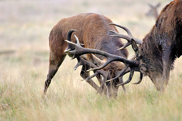 Two red deer stags (Cervus elaphus) fighting during the October rut in southern England. At the bottom of the slope there is mayhem as young stags run in and out of the harem of females 'belonging' to a frantic master stag. Here, the master stag is driving a serious rival up the slope, the two having spent a few moments sizing each other up. A second later, the photographer dodged behind a tree.