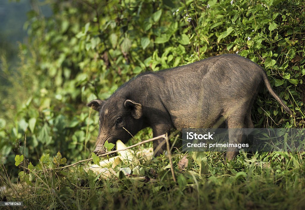 Porco Selvagem na floresta gelada - Foto de stock de Animais Machos royalty-free