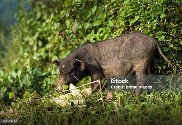 Foto de Porco Selvagem Na Floresta Gelada e mais fotos de stock de Animais Machos - Animais Machos, Animais caçando, Animal