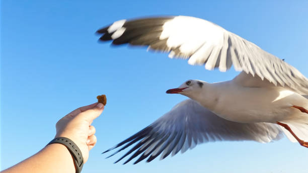 istock Seagull bird spreading wings flying to eat from human hand. 1871813528