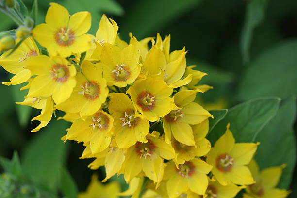 amarelo pontilhada loostrife ou lysimachia punctata - punctata - fotografias e filmes do acervo