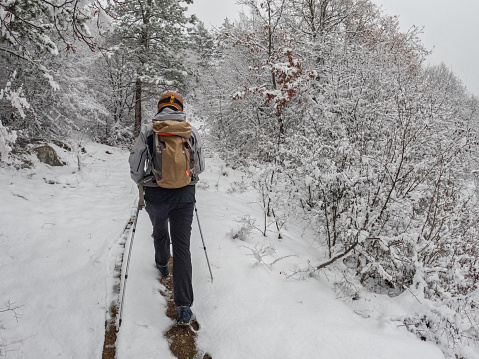 Rear view shot of one man with trekking poles and backpack hiking in snowy winter forest