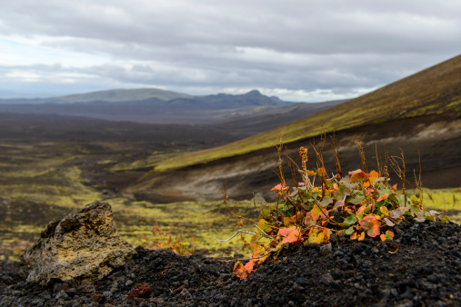 Plants growing on a volcano near the Hekla volcano in Iceland