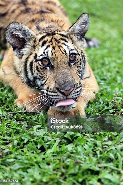 Молодые Tiger — стоковые фотографии и другие картинки Бенгальский тигр - Бенгальский тигр, Большой, Вертикальный