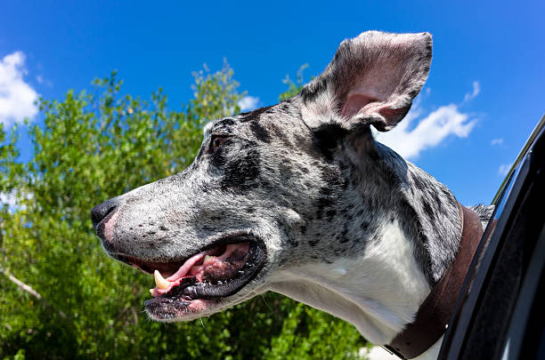 Great Dane Puppy, Blue Piebald