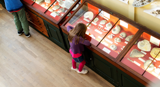 A young girl peers into the displays looking at the exhibits in a museum