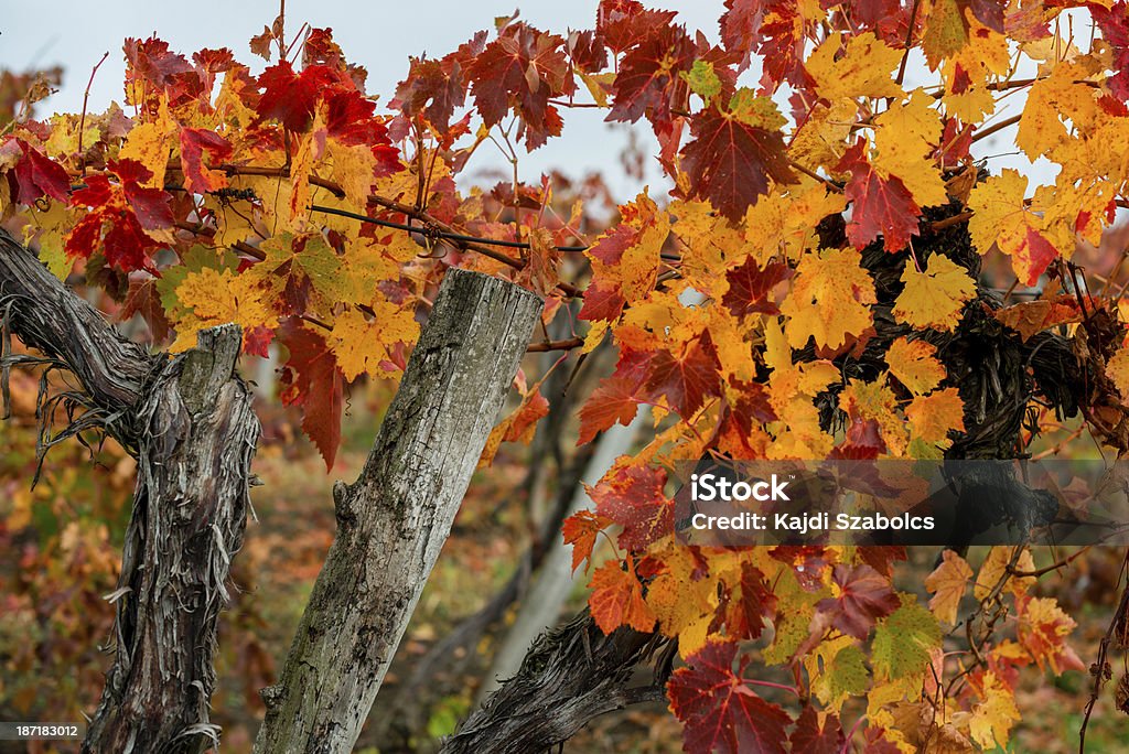 Weinberg - Lizenzfrei Agrarbetrieb Stock-Foto