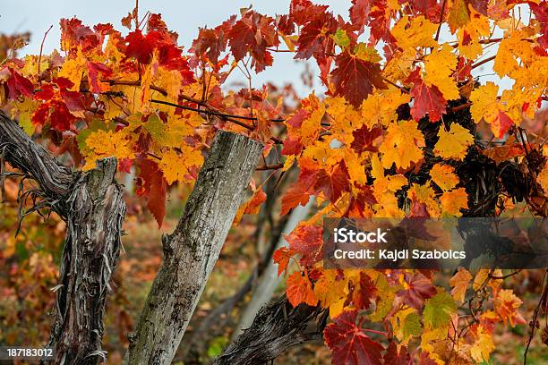 Weinberg Stockfoto und mehr Bilder von Agrarbetrieb - Agrarbetrieb, Fotografie, Gartengestaltung