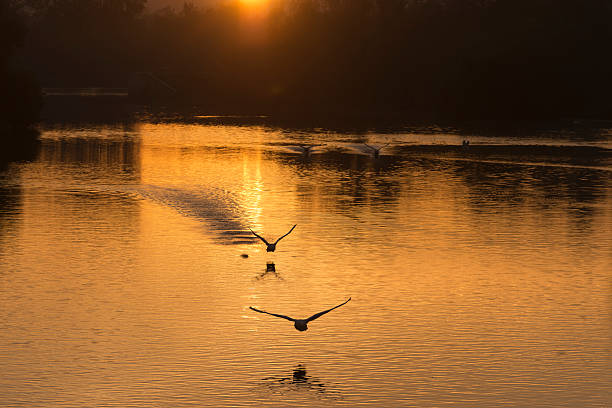 istock Swans , Cygnus olor  flying in the sunrise 187183158