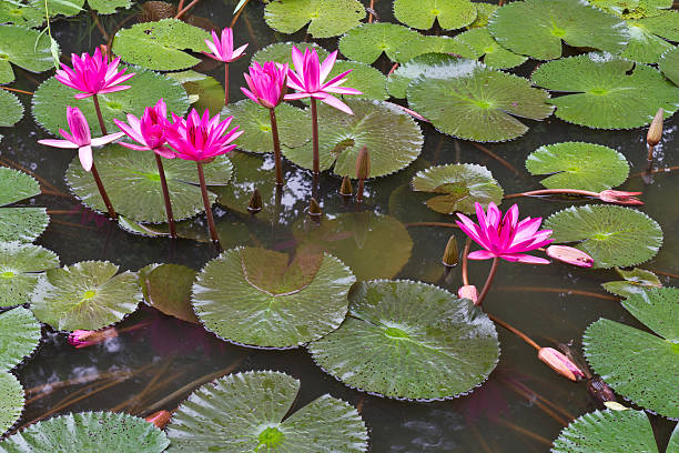 istock pink lotus flower 187183677