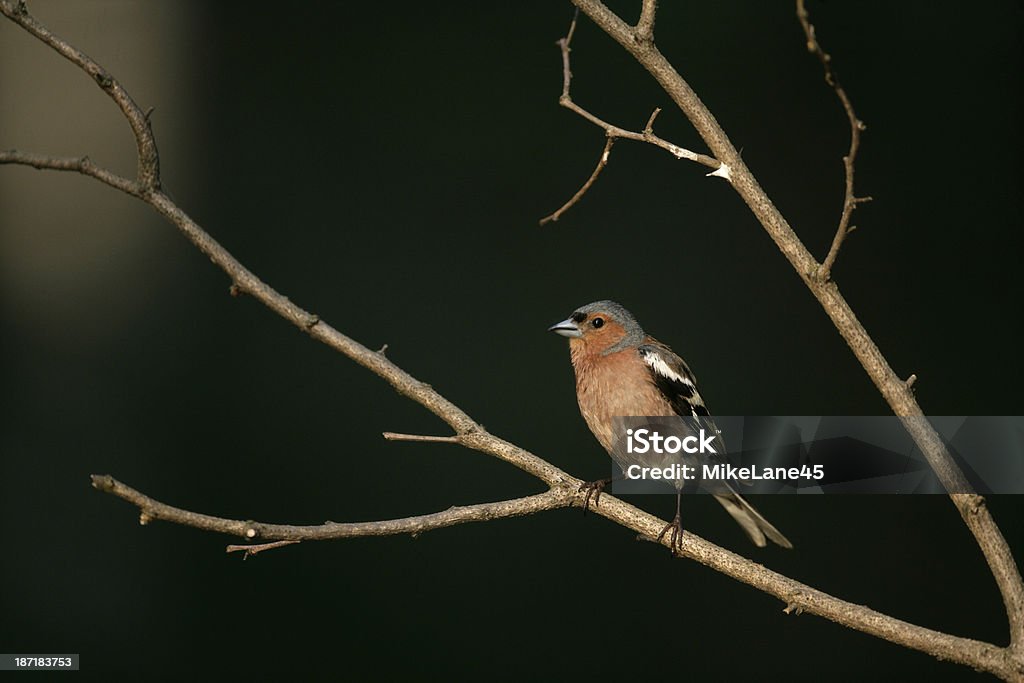 Chaffinch, Fringilla coelebs, Chaffinch, Fringilla coelebs, male on branch, Wales Animal Wildlife Stock Photo