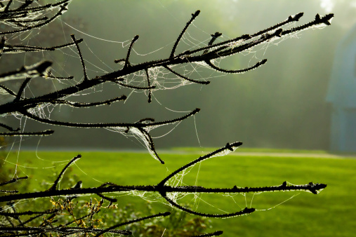 Branches Covered With Dew-Laden Cobwebs