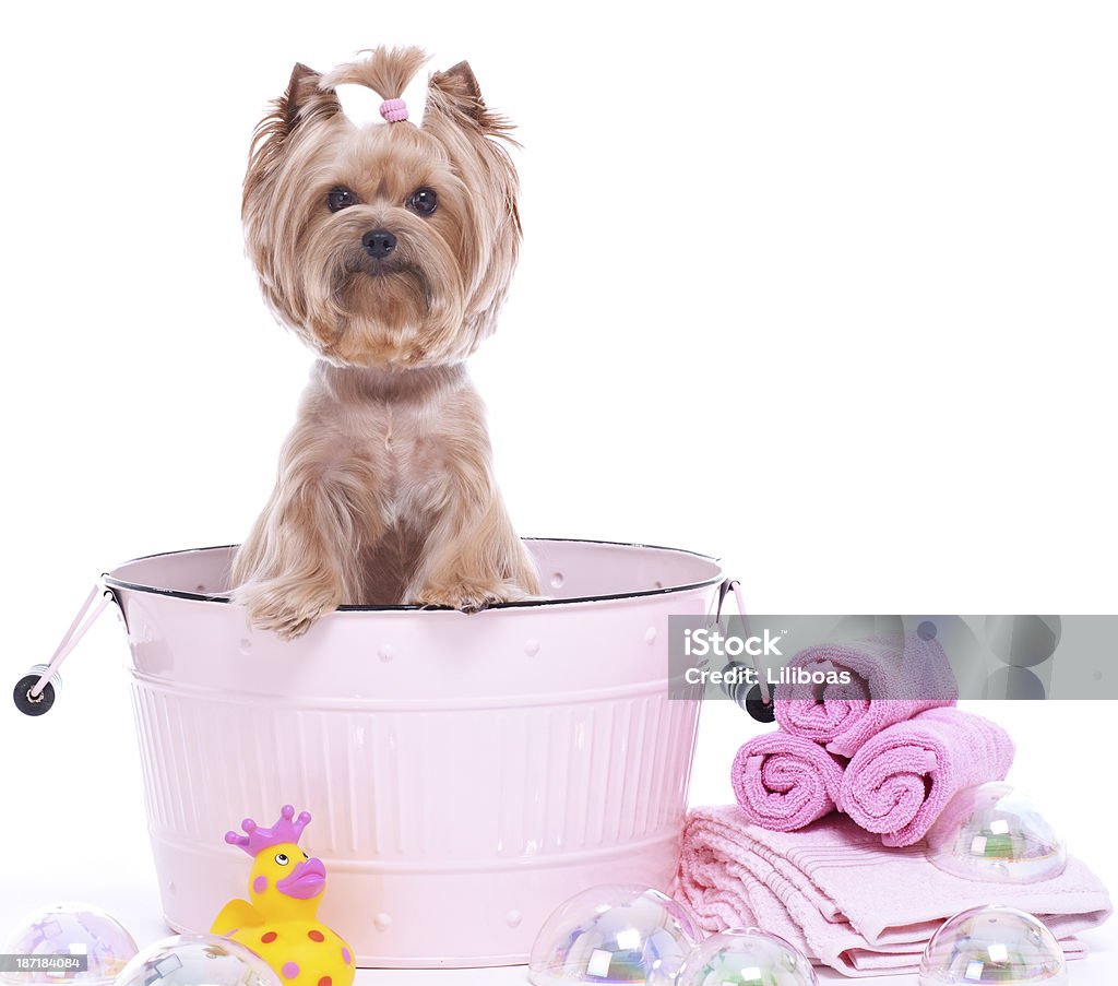 Yorkshire Terrier Pies Spa - Zbiór zdjęć royalty-free (Pies)