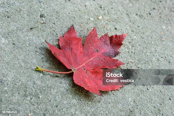 레드 고독 가을에 대한 스톡 사진 및 기타 이미지 - 가을, 갈색, 계절