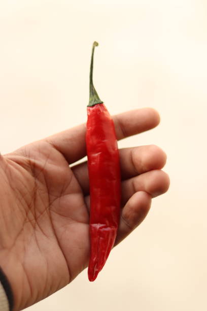 istock A big Indian red Chilly on the in Hand with selective focus 1871841583
