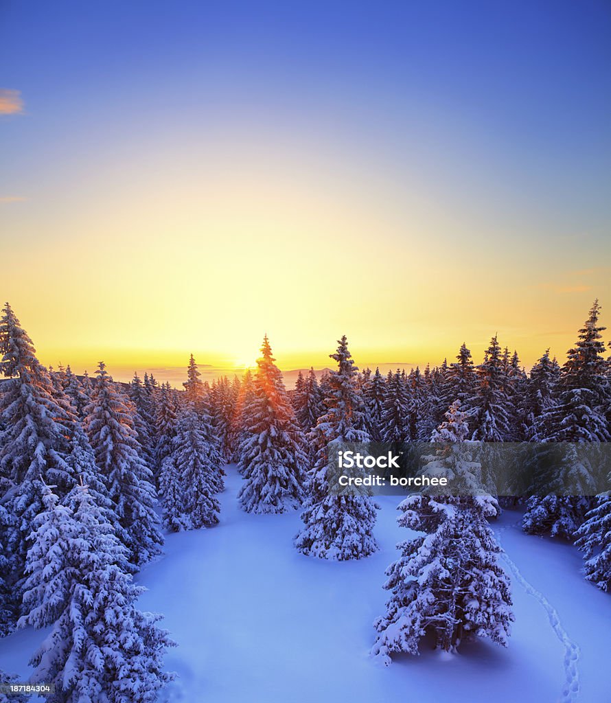 Winter-Sonnenaufgang - Lizenzfrei Baum Stock-Foto