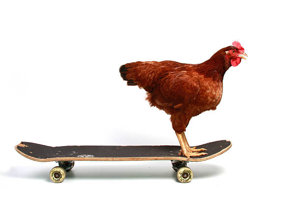 skateboarding-huhn - rhode island red huhn stock-fotos und bilder