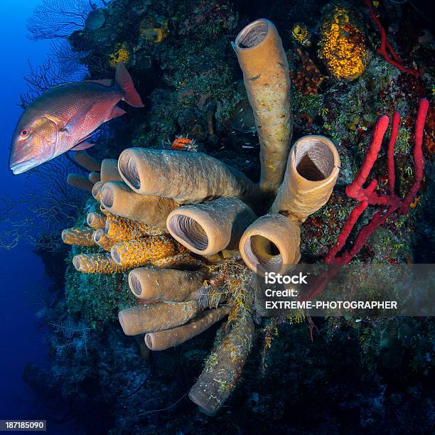 Provette Subacqueo - Fotografie stock e altre immagini di Acqua - Acqua, Ambientazione esterna, Animale selvatico