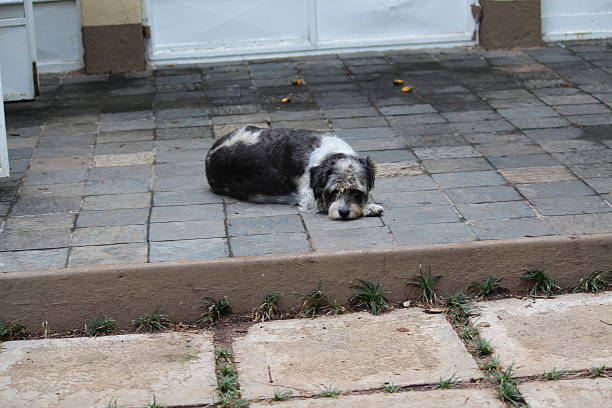 Cão deprimente - foto de acervo