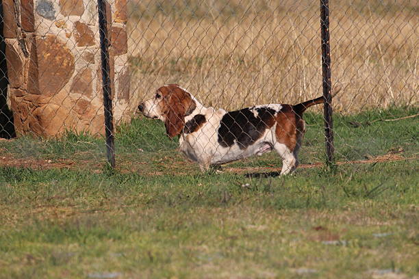 Farm cachorro atrás do Muro - foto de acervo
