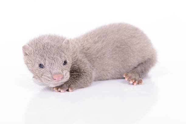 istock gray animal mink 187185993