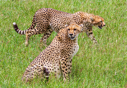 The cheetah (Acinonyx jubatus) is a large-sized feline (family Felidae, subfamily Felinae) inhabiting most of Africa and parts of the Middle East. It is the only extant member of the genus Acinonyx. The cheetah can run faster than any other land animal. Masai Mara National Reserve, Kenya.