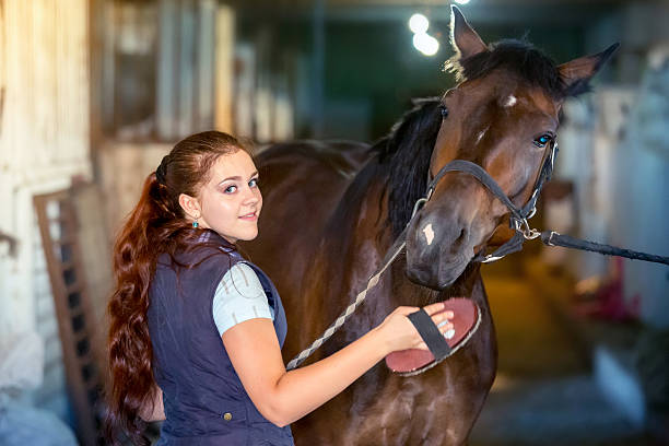 istock Careful horse grooming 187186058