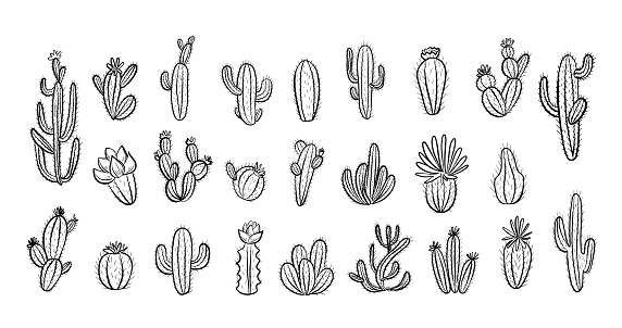 Cactus set with flowers. Hand drawn illustration in doodle style