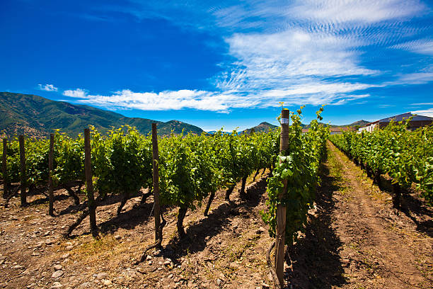 viñedos de chile - fotos de viñedos chilenos fotografías e imágenes de stock