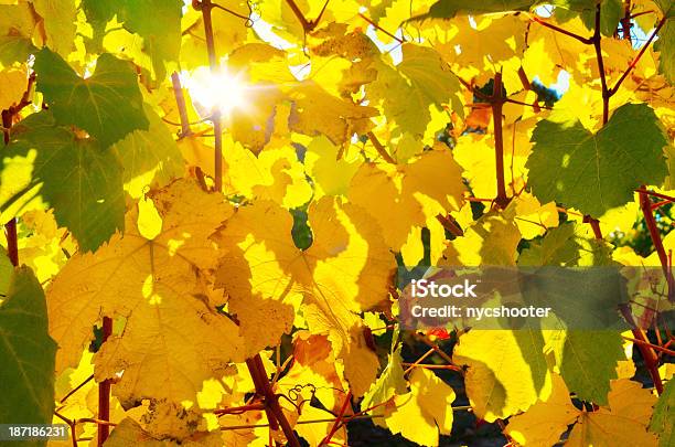 Foto de Outono Vinhas e mais fotos de stock de Agricultura - Agricultura, Amarelo, Brilhante - Luminosidade