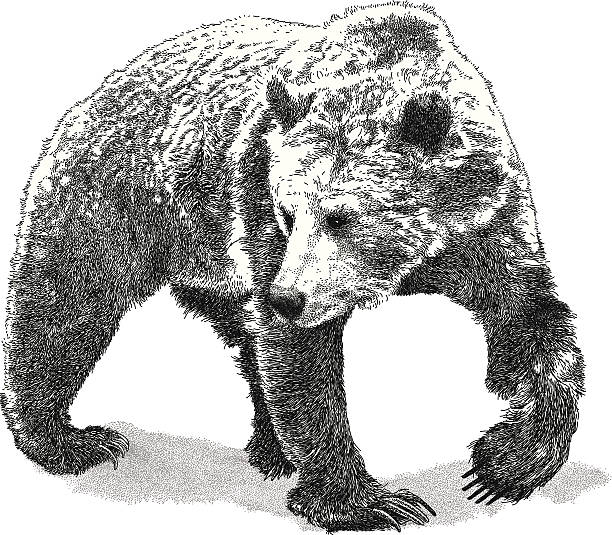 рыск медведь - медведь иллюстрации stock illustrations