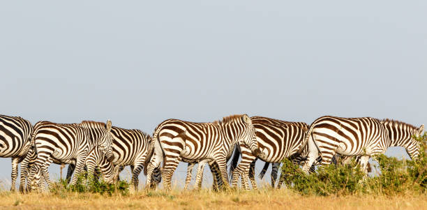 istock Panorama with Zebras walking on the savanna 1871882667