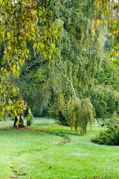 istock birch at autumn morning, landscape 187188498