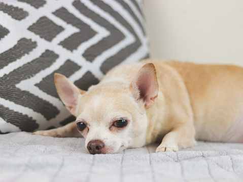 Portrait of sad or sleepy brown short hair chihuahua dog lying down in bed. with grey and white pillow.