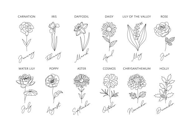illustrations, cliparts, dessins animés et icônes de contour de fleur de mois de naissance - tatouage iris