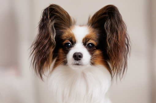 Close up portrait of funny tricolor papillon dog