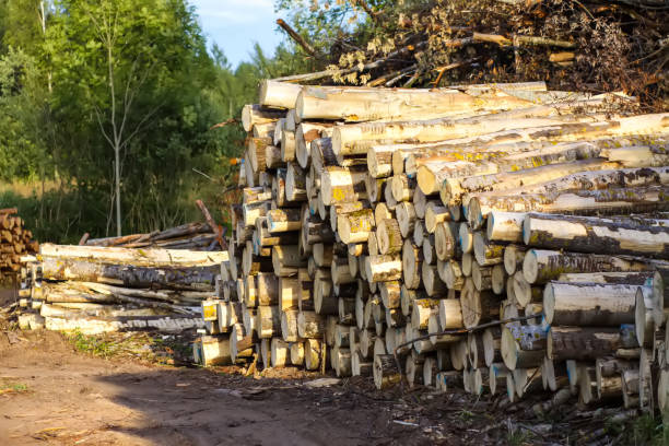 istock A pile of sawn logs on a field. 1871919316