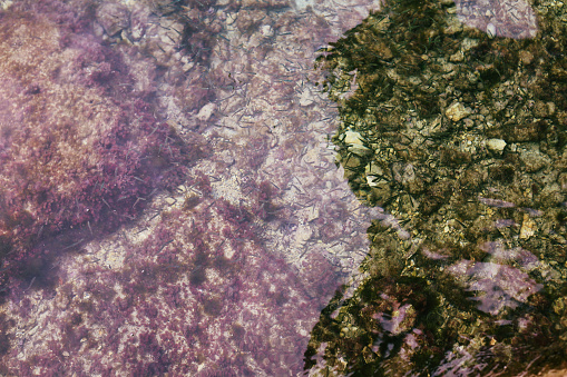 Closeup of fishes and stones underwater in Split Coast, Croatia.
