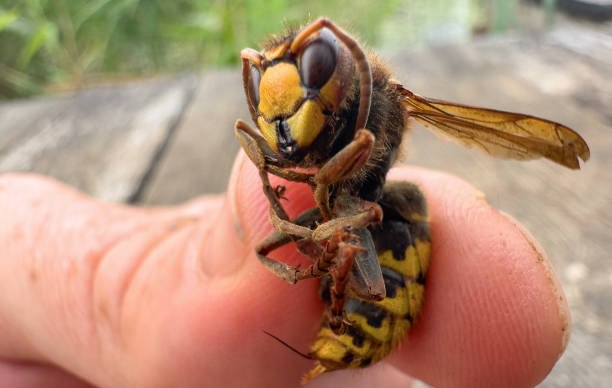 istock Hornet with sting on finger of a man's hand. 1871940938