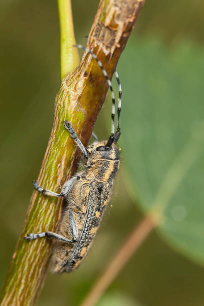 istock Small poplar borer (Saperda populnea) sitting on stem, macro photo 187195715