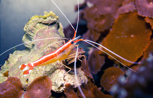 Macro shot of Freshwater Bamboo Shrimp. Atyopsis moluccensis.