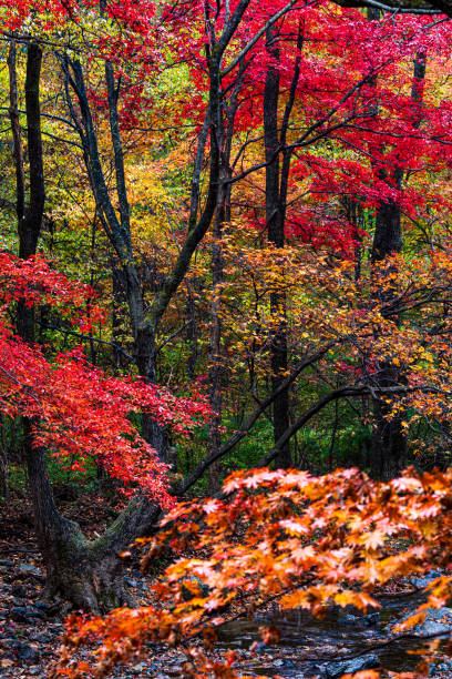 istock The maple forest in autumn is rich in colors 1871967435