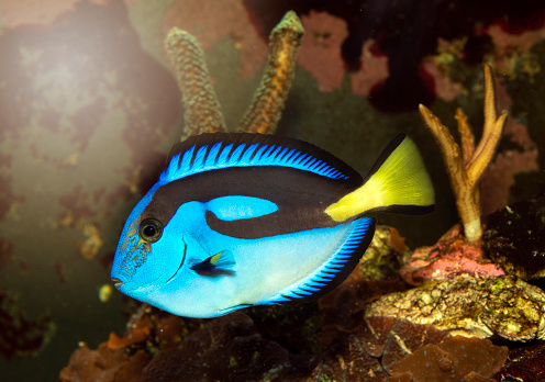 Blue tang fish