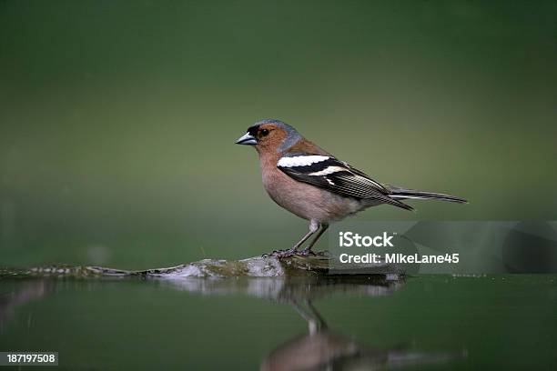 흰날개되새 Fringilla Coelebs 고여 있는 물에 대한 스톡 사진 및 기타 이미지 - 고여 있는 물, 농장, 되새류