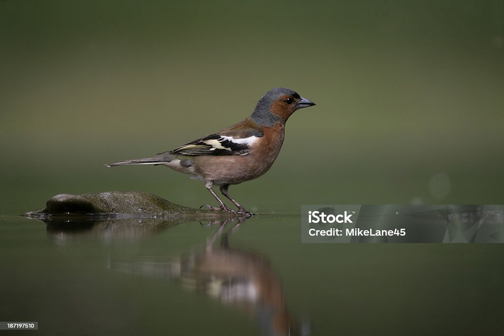 Zięba zwyczajna, Fringilla coelebs, - Zbiór zdjęć royalty-free (Dzikie zwierzęta)