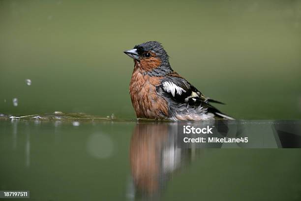 Pinzón Vulgar Fringilla Coelebs Foto de stock y más banco de imágenes de Agua - Agua, Agua estancada, Aire libre