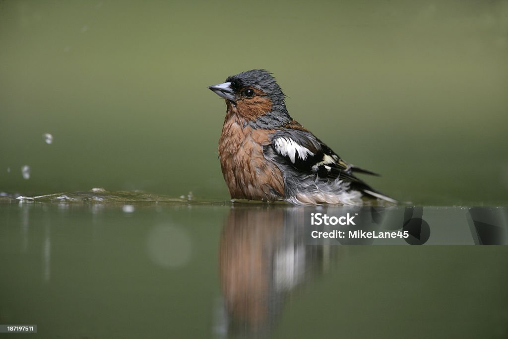 Fringuello comune, Fringilla coelebs, - Foto stock royalty-free di Acqua