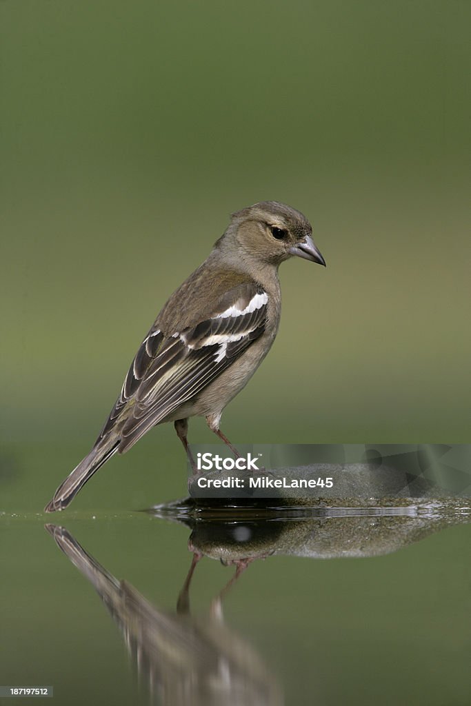 Pinzón vulgar, Fringilla coelebs, - Foto de stock de Agua libre de derechos